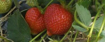 Strawberries ready to be picked on the farm