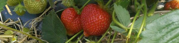 Strawberries ready to be picked on the farm