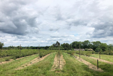 Cloudy day, with rows of raspberries at Maynard's fruit Farm