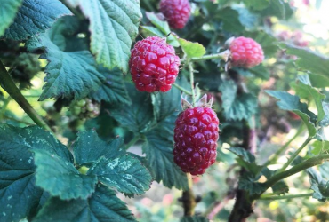 Tayberries growing at Maynard's Fruit Farm in Ticehurst, East Sussex
