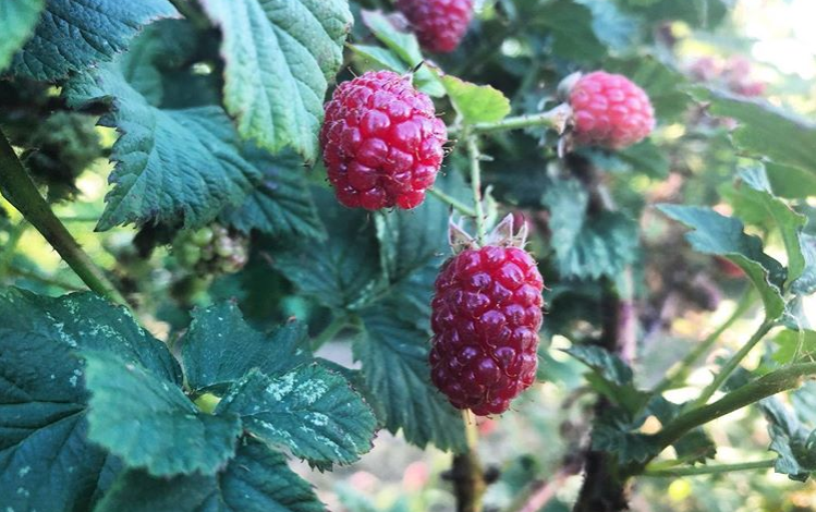 Tayberries growing at Maynard's Fruit Farm in Ticehurst, East Sussex