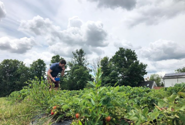 Man picking strawberries at Maynard's Fruit Farm