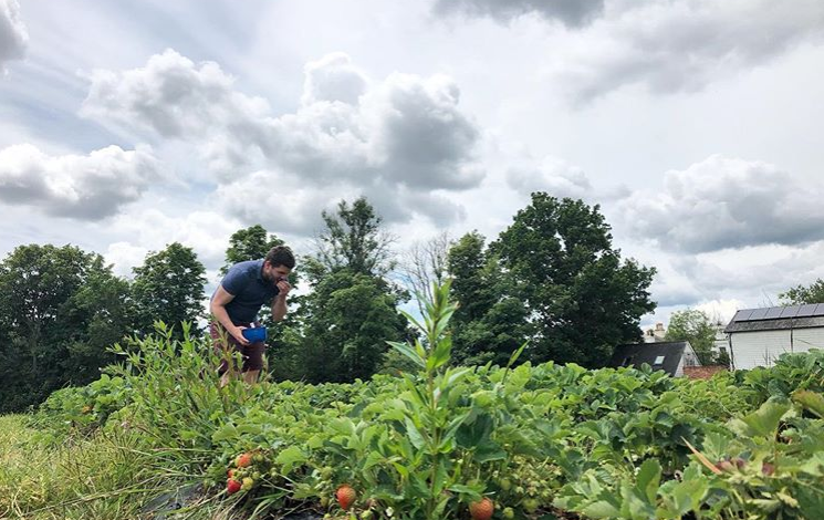 Man picking strawberries at Maynard's Fruit Farm