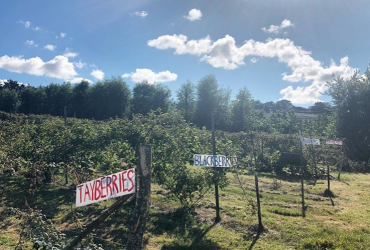 Row of fruit with fruit signs for tayberries, raspberries and blackcurrants at Maynard's Fruit Farm in Ticehurt, East Sussex