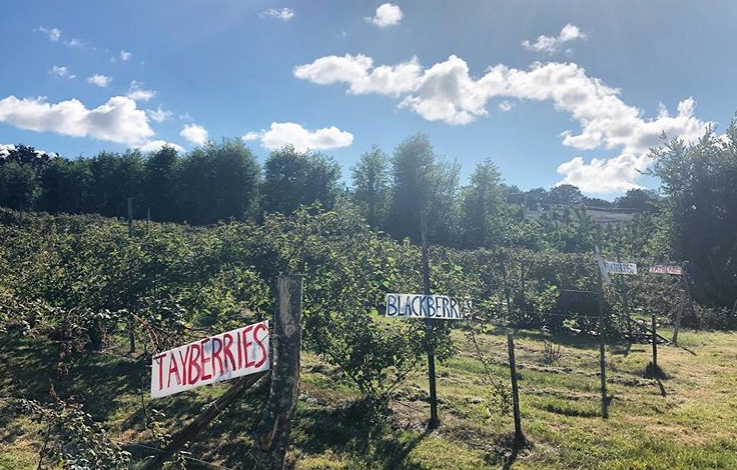 Row of fruit with fruit signs for tayberries, raspberries and blackcurrants at Maynard's Fruit Farm in Ticehurt, East Sussex