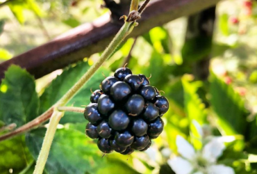 Blackberry at Maynard's Fruit Farm, Ticehurst, East Sussex