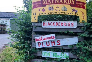 Maynards fruit farm sign